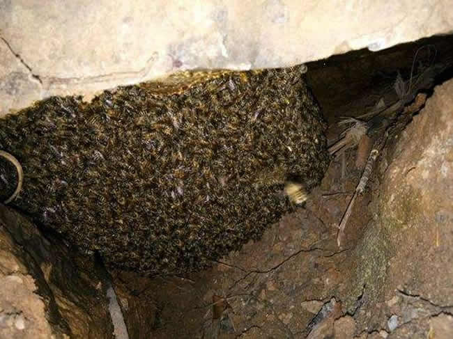 誘蜂高手怎樣誘蜂的? 誘蜂高手怎樣誘蜂的?