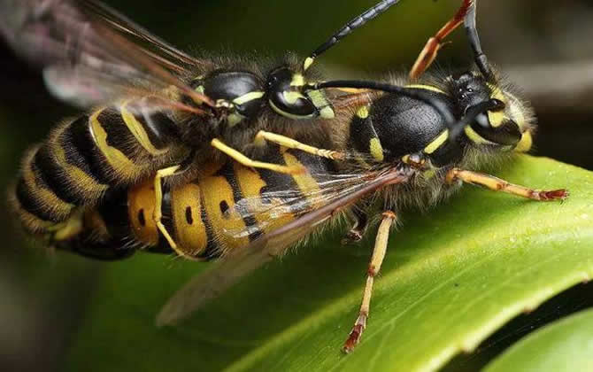 黑色的蜜蜂 黑色的蜜蜂