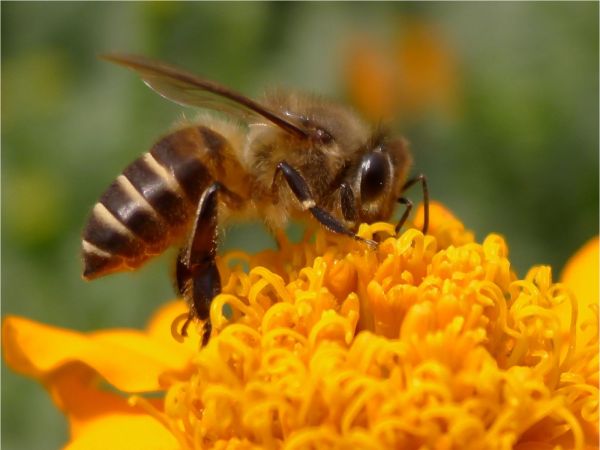 一個(gè)蜂箱需要多少蜂脾(蜜蜂一脾蜂友多少只) 一個(gè)蜂箱需要多少蜂脾(蜜蜂一脾蜂友多少只)
