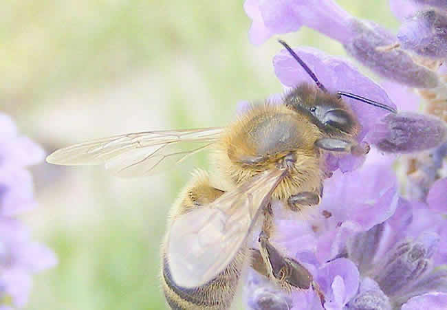【蜜蜂知識】蜜蜂的生物學(xué)特性有哪些？