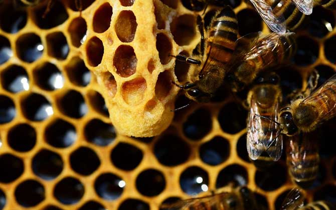 新手養蜂怎樣起王臺？（怎樣讓蜜蜂自己起王臺）