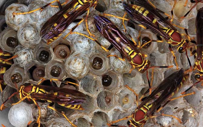 馬蜂一般在什么地方筑巢 馬蜂一般在什么地方筑巢