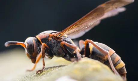 被黃蜂蟄了怎么處理(被黃蜂蟄了的處理方法) 被黃蜂蟄了怎么處理(被黃蜂蟄了的處理方法)