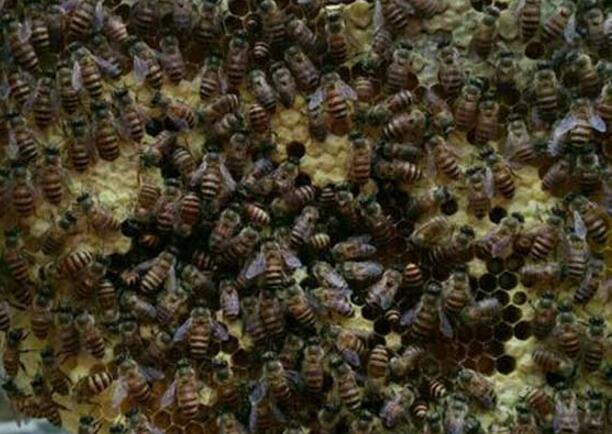 蜂螨怎么治(治蜂螨不傷蜂的方法) 蜂螨怎么治(治蜂螨不傷蜂的方法)