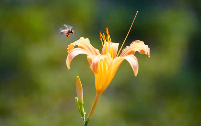 偵查蜂喜歡蜂箱的表現 偵查蜂