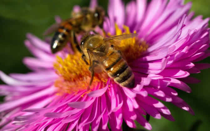 偵查蜂喜歡蜂箱的表現 偵查蜂