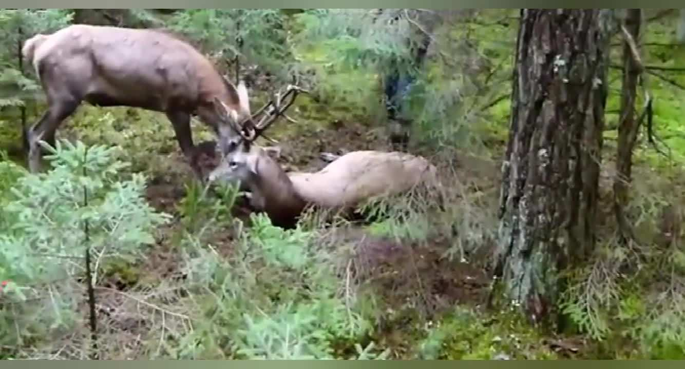 鹿角每年都會自然脫落，人類為何割鹿茸，而不是撿拾脫落的鹿角？