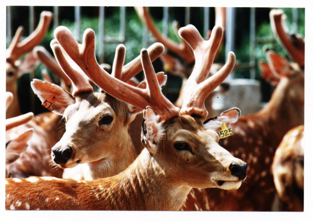 鹿角每年都會自然脫落，人類為何割鹿茸，而不是撿拾脫落的鹿角？