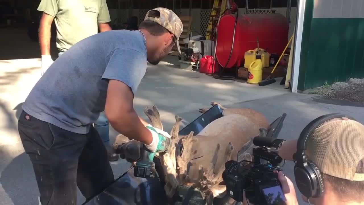 鹿角每年都會自然脫落，人類為何割鹿茸，而不是撿拾脫落的鹿角？