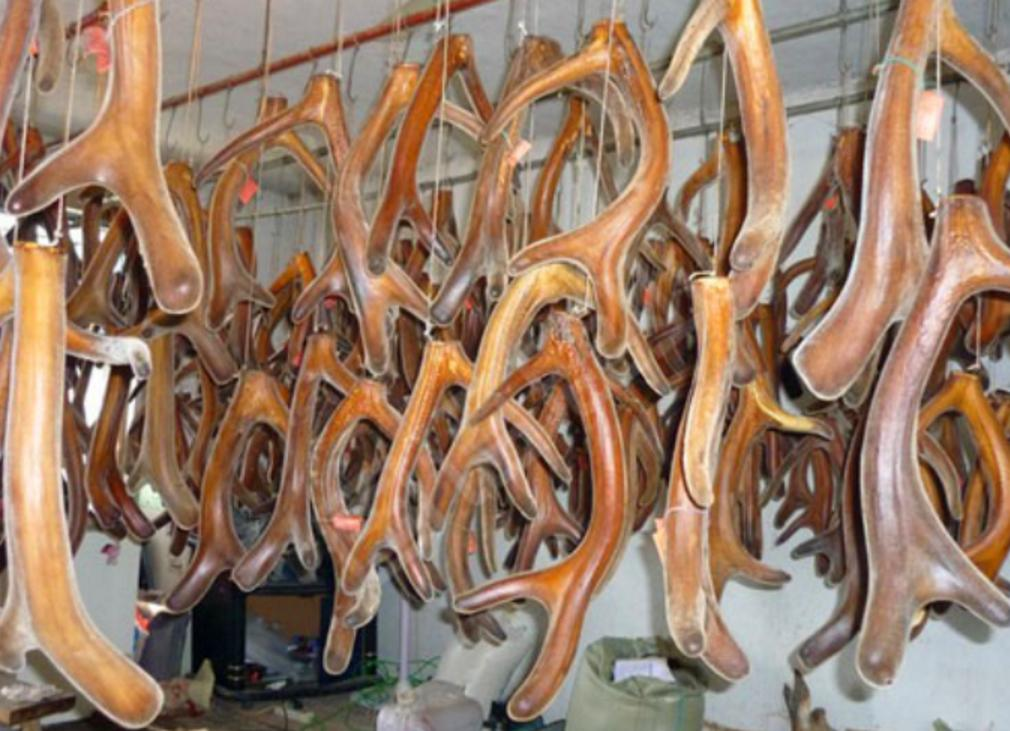 鹿角每年都會自然脫落，人類為何割鹿茸，而不是撿拾脫落的鹿角？