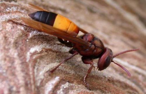 中國大虎頭蜂的養殖技術（怎么養殖虎頭蜂）