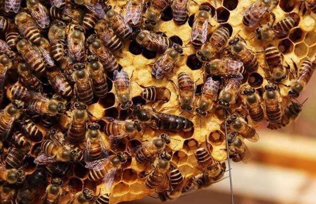 蜂王沒有工蜂喂能活多久(蜂王一般能活多久) 蜂王沒有工蜂喂能活多久(蜂王一般能活多久)