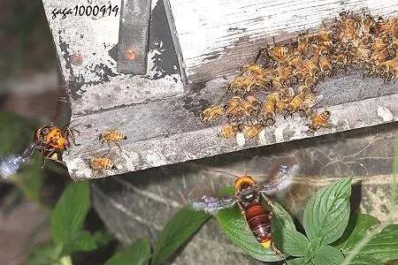 虎頭蜂和蜜蜂有什么區(qū)別（虎頭蜂是什么蜂）