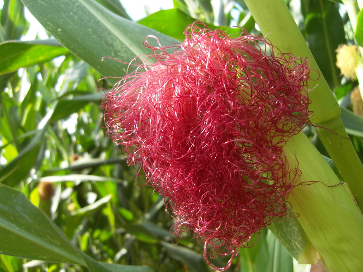 蜜蜂采集玉米花粉有蜜嗎？(玉米產花粉還是花蜜)