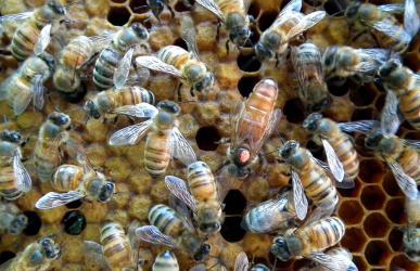 老蜂王產卵后什么時候再交尾(蜜蜂蜂王一生交尾幾次) 老蜂王產卵后什么時候再交尾(蜜蜂蜂王一生交尾幾次)