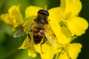 50只蜜蜂能養(yǎng)活蜂王嗎（沒(méi)有蜂王的蜂群會(huì)跑嗎）