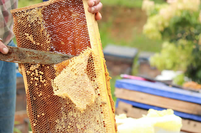 如何在有子脾情況下取蜜？