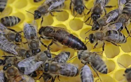 蜂后(蜂王)有刺嗎(如何辨別蜂王) 蜂后(蜂王)有刺嗎(如何辨別蜂王)