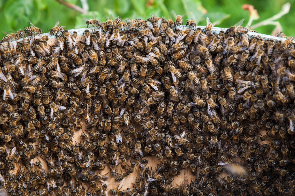 阿壩中蜂木桶養(yǎng)殖方法(一種讓桶養(yǎng)中蜂取得穩(wěn)定高效益的方法) 阿壩中蜂木桶養(yǎng)殖方法(一種讓桶養(yǎng)中蜂取得穩(wěn)定高效益的方法)