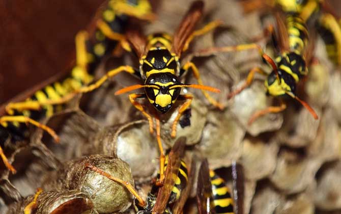 馬蜂蟄了幾個(gè)小時(shí)算安全 馬蜂蟄了幾個(gè)小時(shí)算安全