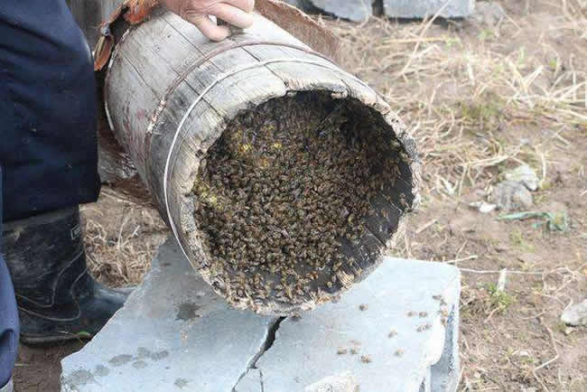 什么樣的蜂群不能采用標準活框蜂箱? 什么樣的蜂群不能采用標準活框蜂箱?