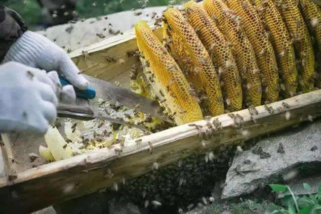 什么樣的蜂群不能采用標準活框蜂箱? 什么樣的蜂群不能采用標準活框蜂箱?