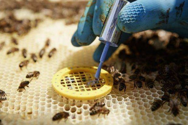 新手養(yǎng)蜂不會(huì)育王怎么辦(新手養(yǎng)蜂育蜂王技術(shù)) 新手養(yǎng)蜂不會(huì)育王怎么辦(新手養(yǎng)蜂育蜂王技術(shù))