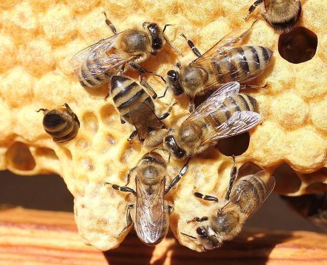 新手養(yǎng)蜂不會(huì)育王怎么辦(新手養(yǎng)蜂育蜂王技術(shù)) 新手養(yǎng)蜂不會(huì)育王怎么辦(新手養(yǎng)蜂育蜂王技術(shù))