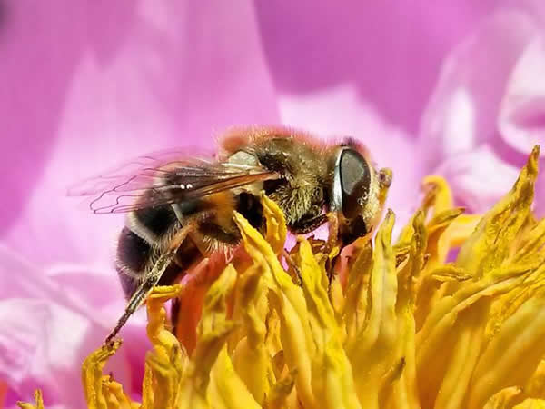 【蜜蜂知識(shí)】蜜蜂生活環(huán)境的特性