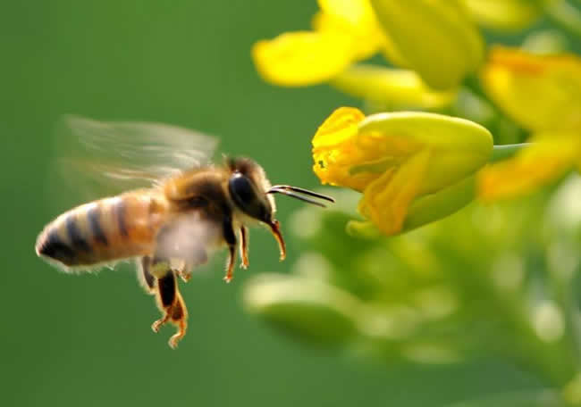 中蜂自然分蜂一年幾次? 自然分蜂
