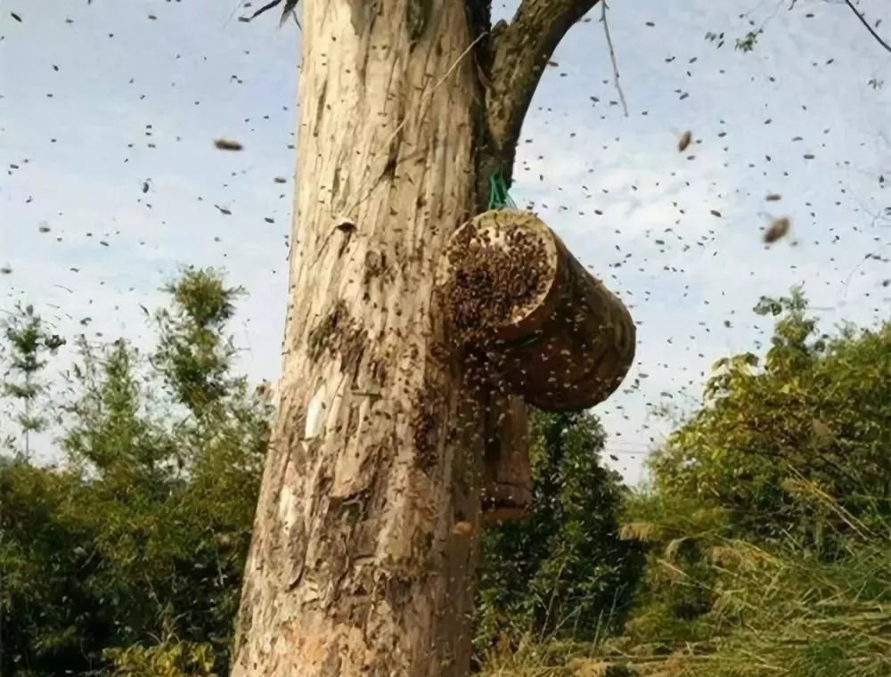 養(yǎng)20窩虎頭蜂一年利潤(rùn)（養(yǎng)殖二十箱蜜蜂一年收入有多少）