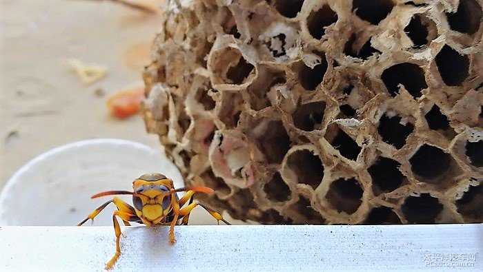 養殖馬蜂應具備哪些條件（馬蜂人工飼養技術）