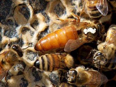 中蜂飼料用什么配(中蜂飼料制作配方及比例) 中蜂飼料用什么配(中蜂飼料制作配方及比例)
