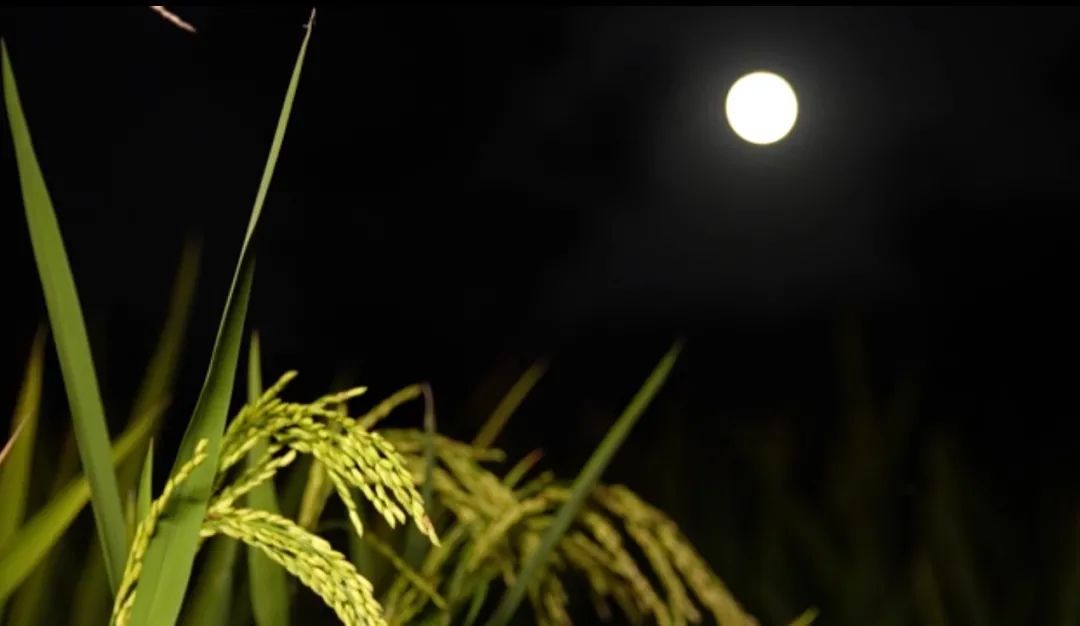 沒看著中秋的月亮？高清美圖來了