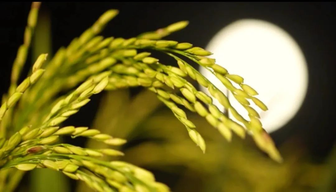 沒看著中秋的月亮？高清美圖來了