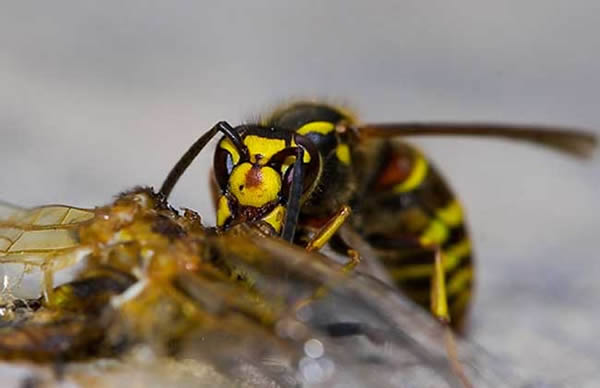 馬蜂蜇人后為什么會不死?被蜇了怎么辦?(附帶緊急處理方法) 馬蜂蜇人后為什么會不死?被蜇了怎么辦?(附帶緊急處理方法)