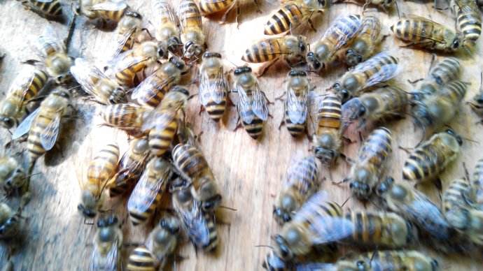 蜂王（蜂后）會(huì)飛嗎？