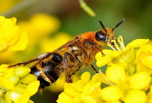 蜜蜂咬巢門是什么原因（為什么蜜蜂會(huì)啃咬巢門）