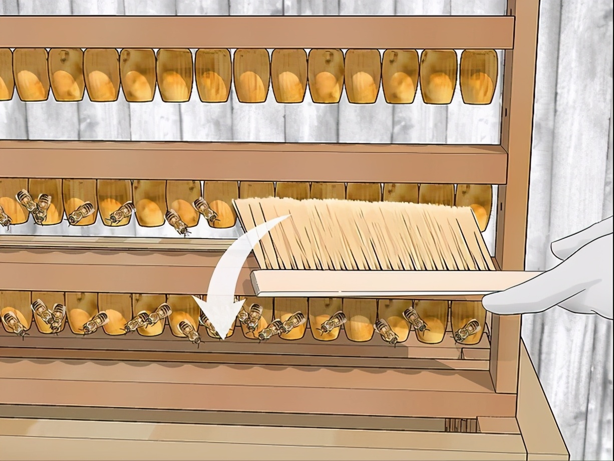 蜂王漿蜜蜂是怎么儲存起來的（蜂王漿的收獲和儲存過程）