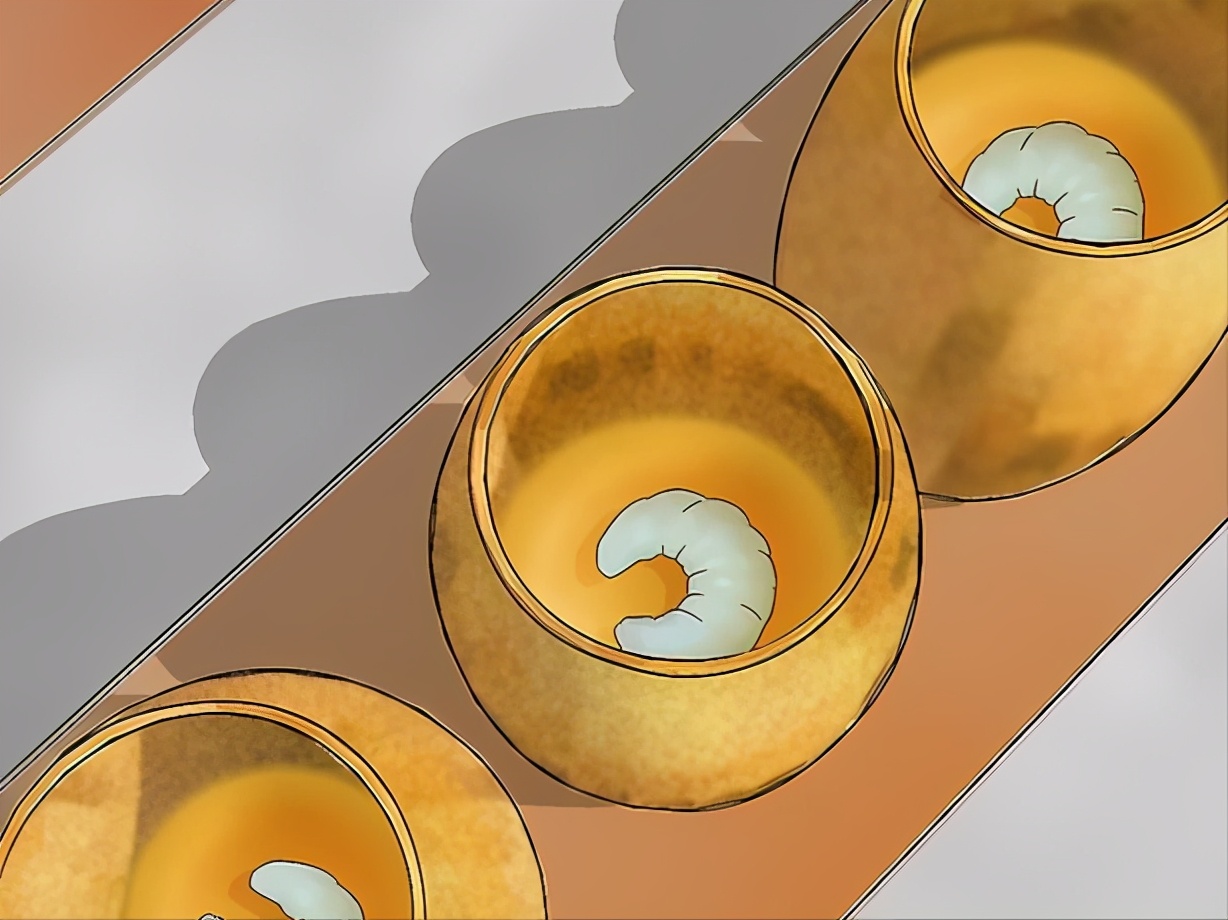 蜂王漿蜜蜂是怎么儲存起來的（蜂王漿的收獲和儲存過程）