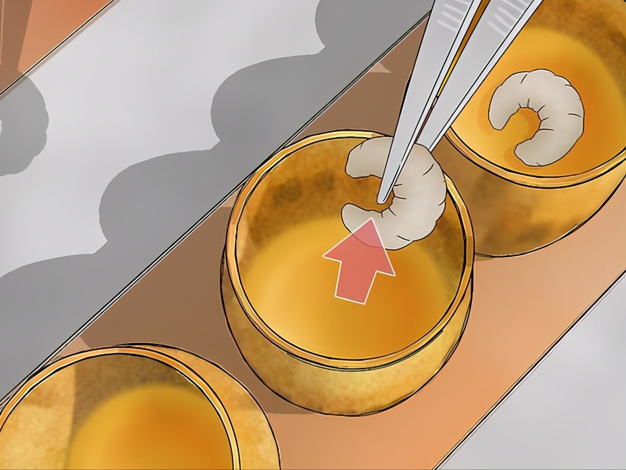 蜂王漿蜜蜂是怎么儲存起來的（蜂王漿的收獲和儲存過程）