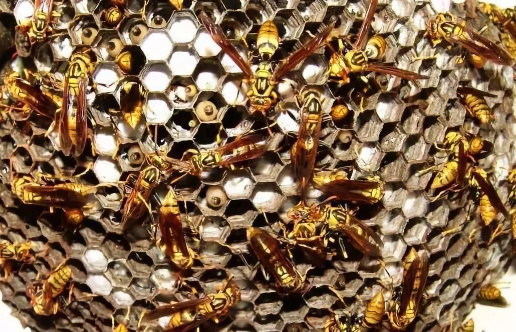 打死一只馬蜂會報復嗎（打死馬蜂會被其他馬蜂報復嗎）