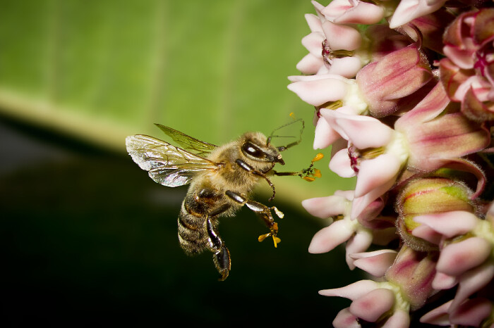 中蜜一號王有什么優(yōu)缺點(中蜜一號的特點) 中蜜一號王有什么優(yōu)缺點(中蜜一號的特點)