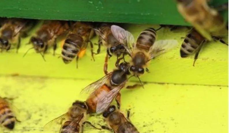 網上買的蜂王好不好(網上買的蜂王靠譜嗎) 網上買的蜂王好不好(網上買的蜂王靠譜嗎)