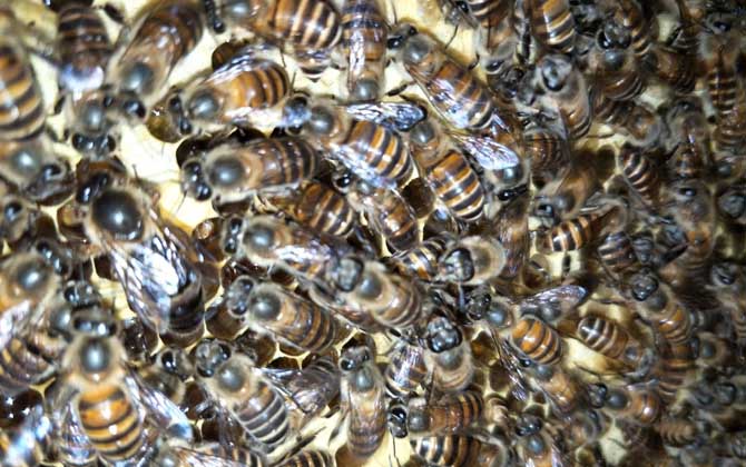 蜜蜂一年可收蜂蜜幾次 蜜蜂一年可收蜂蜜幾次