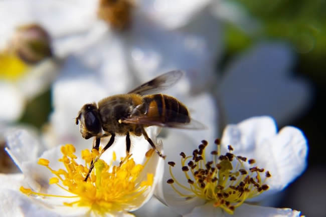 蜜蜂養(yǎng)殖100箱利潤