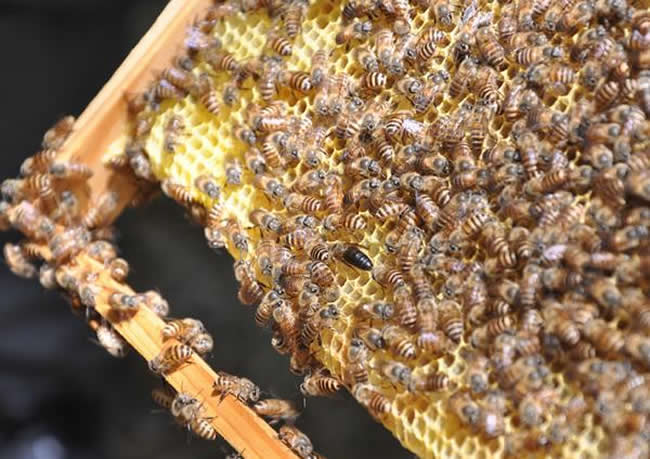 三步教你入門(mén)養(yǎng)蜂