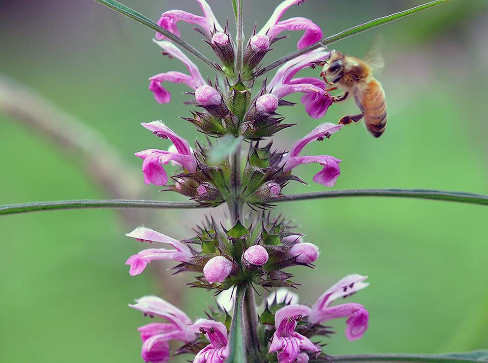 益母草是蜜源植物嗎（益母草是什么植物）