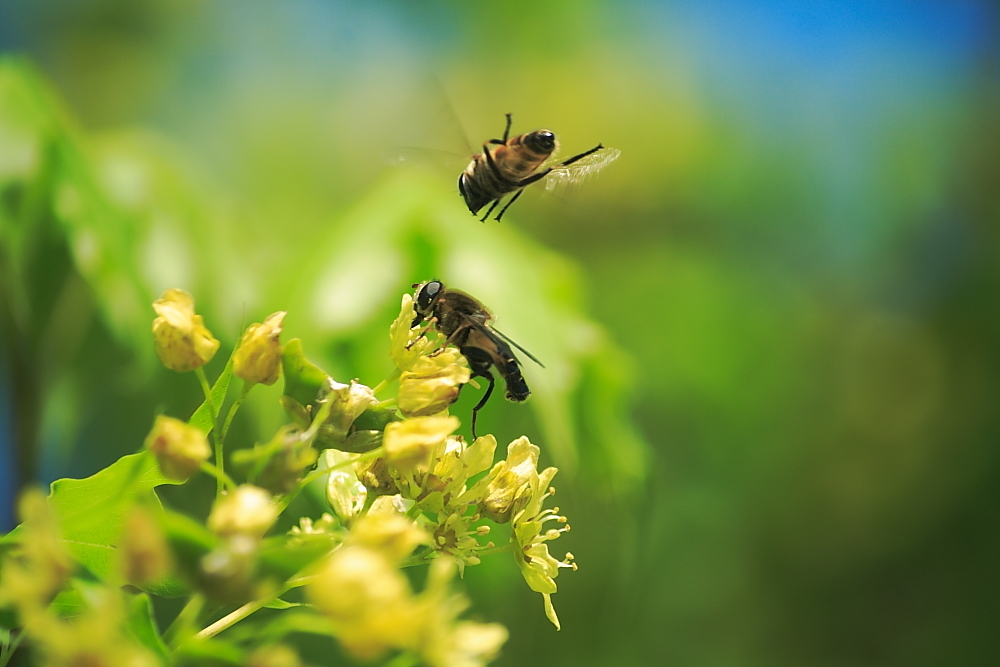 養(yǎng)蜂初學(xué)者該怎么做(新手養(yǎng)蜂怎么做) 養(yǎng)蜂初學(xué)者該怎么做(新手養(yǎng)蜂怎么做)