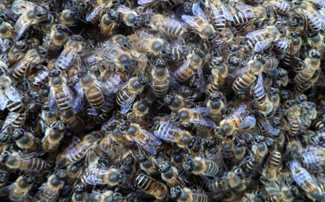 阿壩中蜂抗病力強(qiáng)嗎（你聽(tīng)說(shuō)過(guò)阿壩中蜂嗎？它“神”在哪里）